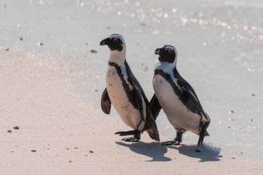 Nesli tükenmekte olan bir çift Afrika pengueni, Spheniscus Demersus, Güney Afrika 'daki Boulders Sahili' nde yürüyor.
