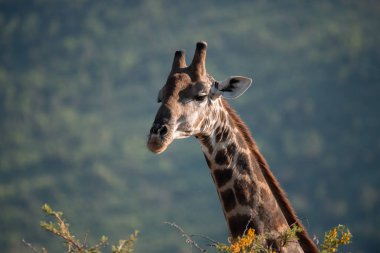 A close up of a South African Giraffe, Giraffa giraffa, feeding on leaves in the Pilanesberg National Park in South Africa clipart