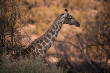 A Cape Giraffe, Giraffa giraffa, moving through the bushes in Pilanesberg National Park, South Africa clipart