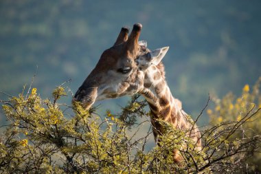 A close up of a Cape Giraffe, Giraffa giraffa, feeding on leaves in the Pilanesberg National Park in South Africa clipart