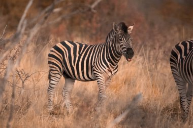 A young Plains Zebra, Equus Quagga, standing in the grass in the Pilanesberg National Park at dusk, South Africa clipart