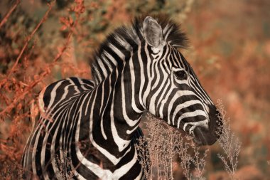 A close up of a Plains Zebra, Equus Quagga, in the Pilanesberg National Park in South Africa clipart