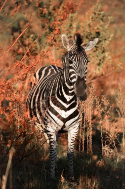 A Plains Zebra, Equus Quagga, standing in the bushes in the Pilanesberg National Park, South Africa clipart