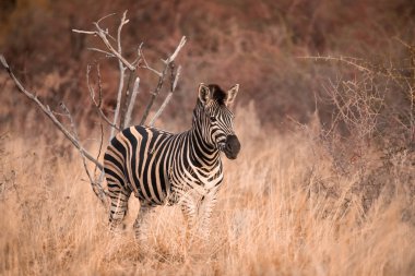 A Plains Zebra, Equus Quagga, standing alone in the grass in the Pilanesberg National Park at dusk, South Africa clipart