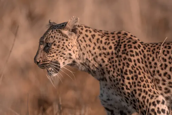 stock image A closeup of an African Leopard, Panthera pardus pardus, walking through the grass at Pilanesberg National Park in South Africa