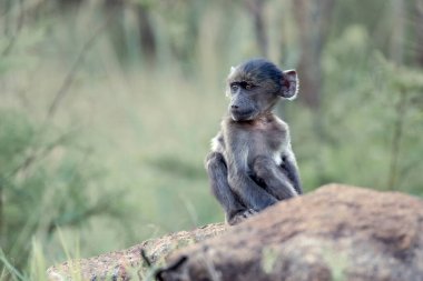 A baby Chacma Baboon, Papio ursinus, playing on a rock in the Pilanesberg National Park, South Africa clipart