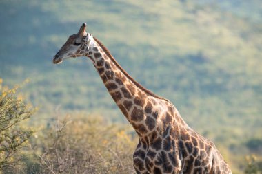 A Cape Giraffe, Giraffa giraffa, walking through the bushes in the Pilanesberg National Park in South Africa clipart