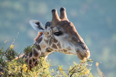 A close up of a Cape Giraffe, Giraffa giraffa, feeding on leaves in the Pilanesberg National Park in South Africa clipart