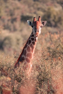 A Cape Giraffe, Giraffa giraffa, moving through the bushes in Pilanesberg National Park, South Africa clipart