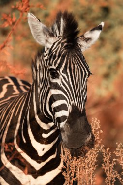 A close up of a Plains Zebra, Equus Quagga, in the Pilanesberg National Park in South Africa clipart