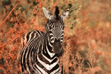 A Plains Zebra, Equus Quagga, looking at the camera in the Pilanesberg National Park in South Africa clipart
