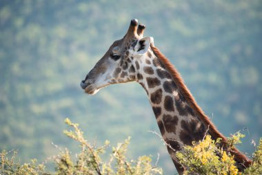 The head and neck of a Cape Giraffe, Giraffa giraffa, in the Pilanesberg National Park in South Africa clipart