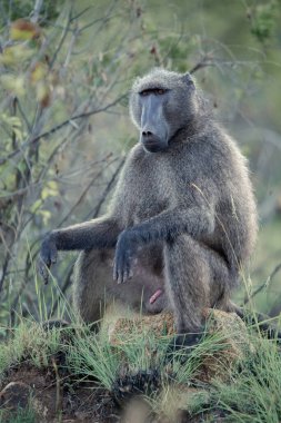 An alpha male Chacma Baboon, Papio ursinus, sitting on a rock in the Pilanesberg National Park, South Africa clipart