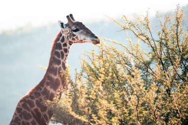 A head and neck shot of a Cape Giraffe, Giraffa giraffa, feeding on leaves in the Pilanesberg National Park in South Africa clipart