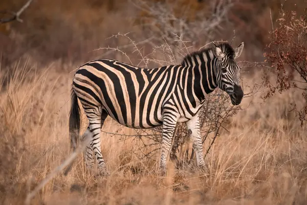 stock image A Plains Zebra, Equus Quagga, standing alone in the grass in the Pilanesberg National Park at dusk, South Africa