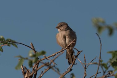 A Southern grey-headed sparrow, Passer diffusus, sitting on a twig against a blue sky at Pilanesberg National Park in South Africa clipart