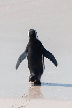 Nesli tükenmekte olan bir Afrika pengueni olan Spheniscus Demersus Güney Afrika 'daki Boulders Sahili' nde kumların üzerinde yürüyor.