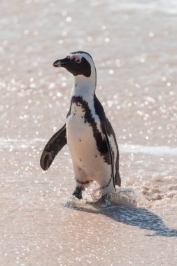 Nesli tükenmekte olan Afrika pengueni Spheniscus Demersus, Güney Afrika 'daki Boulders Sahili' nde yürüyor.