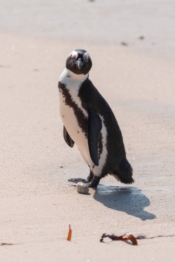 Nesli tükenmekte olan Afrika pengueni Spheniscus Demersus, Güney Afrika 'daki Boulders Sahili' nde yürüyor.