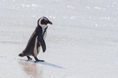 Nesli tükenmekte olan Afrika pengueni Spheniscus Demersus, Güney Afrika 'daki Boulders Sahili' nde yürüyor.