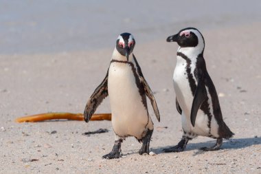 Nesli tükenmekte olan iki Afrika pengueni, Spheniscus Demersus, Güney Afrika 'daki Boulders Sahili' nde yürüyorlar.