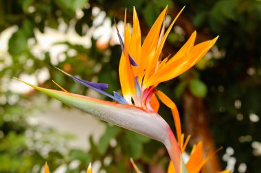 Cennet kuşu, bulanık arkaplanı kapatır.