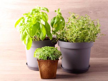 Saksıda otlar, aşçılıkta kullanılacak otlar.