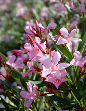 Nerium oleander known as oleander or rosebay, tropical shrub, ornamental and landscaping plant. Shallow focus clipart