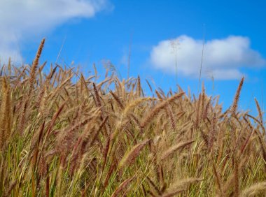 Mavi bulutlu gökyüzü üzerinde Pennisetum tropikal otları. Buffelgrass bitki arka planı. Sığ odak