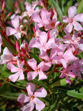 Zakkum ya da gül ağacı olarak bilinen Neryum zakkum, tropikal çalı, süs ve peyzaj bitkisi. Sığ odak