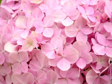 Bahçedeki pembe hortensiya çiçekleri