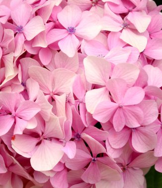 Bahçedeki pembe hortensiya çiçekleri