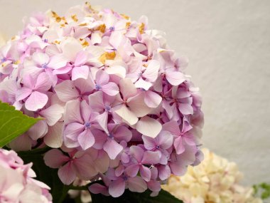 Bahçede hortensiya çiçekleri karışımı