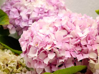 Bahçedeki pembe hortensiya çiçekleri