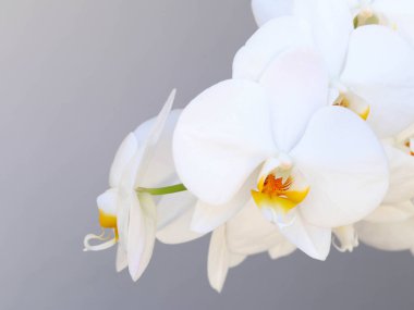 Gri arkaplanda beyaz orkide çiçekleri