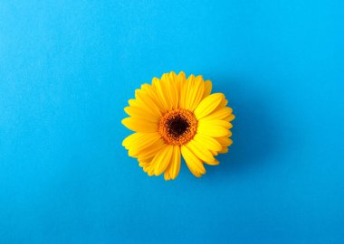 mavi zemin üzerine sarı gerbera çiçek