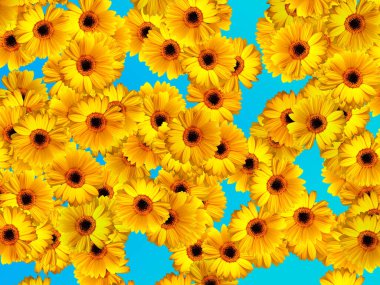 Mavi arka planda sarı gerbera çiçeği deseni