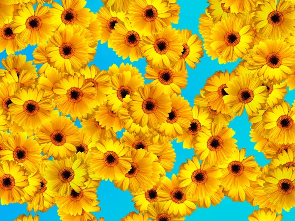 Mavi arka planda sarı gerbera çiçeği deseni