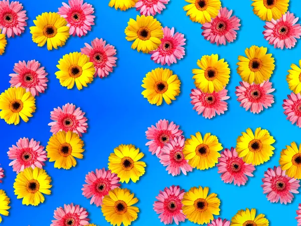 Sarı ve pembe Gerbera çiçekleri mavi arka planda