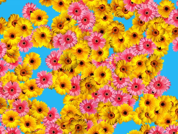 Sarı ve pembe Gerbera çiçekleri mavi arka planda