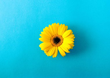mavi zemin üzerine sarı gerbera çiçek