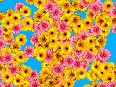 Sarı ve pembe Gerbera çiçekleri mavi arka planda