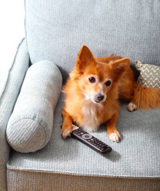 Cute red hair dog lying on the sofa with tv remote control