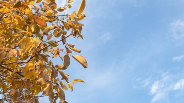 Sonbaharda mavi gökyüzüne karşı bir ceviz dalının sarı yaprakları. Fotoğraf akşamüstü gün batımında çekildi. Ekim 'de doğanın ılık gölgeleri.