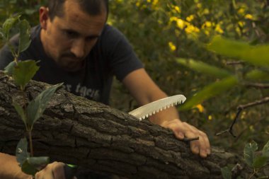 Bir adam ormanda kuru bir kütük kesiyor. Yakın plan portre. Arka plandaki adam bulanık. Seçici odak.