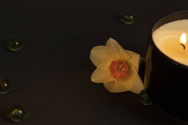 Yanan bir mum parçası ve sarı bir çiçek. Siyah bir arka planda narsislik. Dekoratif cam boncuklar. Yuvarlak hidrojel. Klasik kaplamalı duvar kağıdı.