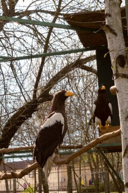Koruma altındaki bir parktaki ağaç dalında bir kartal oturuyor. Keskin ve sarı gagalı yırtıcı bir kuş..