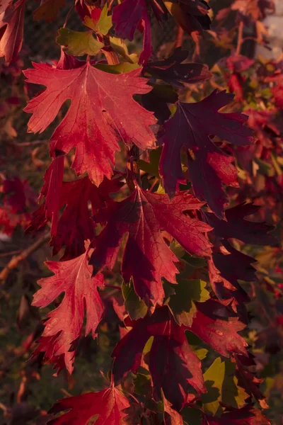 Σταφίδα Φεύγει Φθινόπωρο Κλάδος Κόκκινα Φύλλα Στο Ηλιοβασίλεμα Φθινοπωρινά Χρώματα — Φωτογραφία Αρχείου