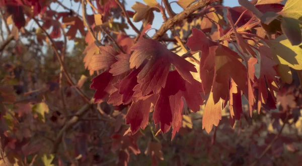 Hintergrund Aus Den Herbstblättern Der Roten Johannisbeere Warme Farben Bei — Stockfoto