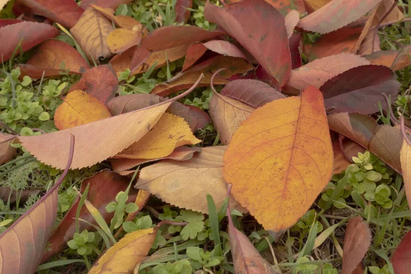 Folhas Amarelas Vermelhas Caídas Diferentes Árvores Outono Grama Fundo Outono — Fotografia de Stock